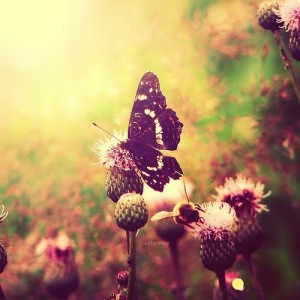 butterfly,dream,nature,flowers,insect,photography-2e21a17f5a375bcbf9ee0889b00aabc0_h